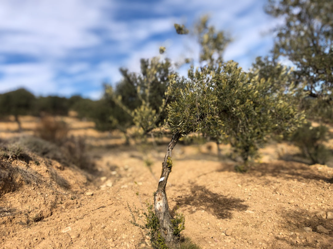 Olivar Cúrate Tree #17144