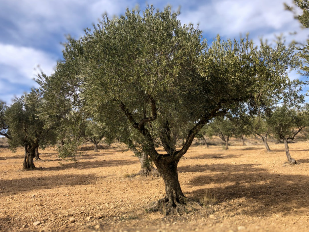 Olivar Cúrate Tree #17155