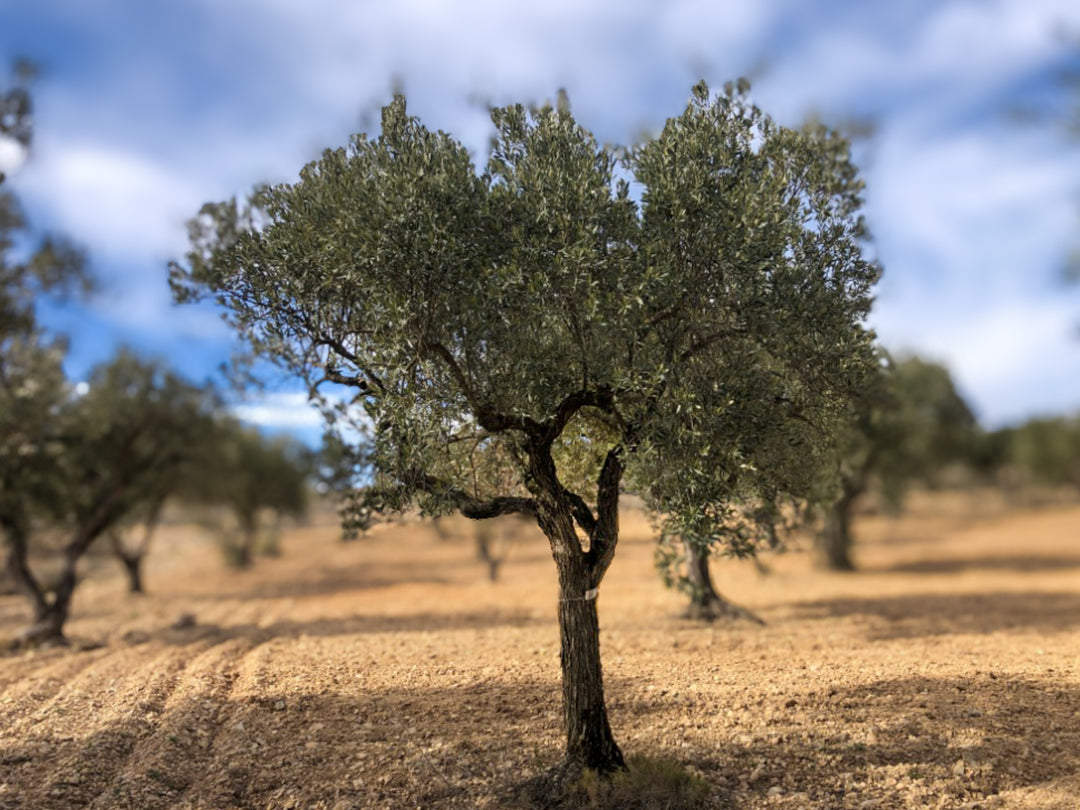 Olivar Cúrate Tree #17156