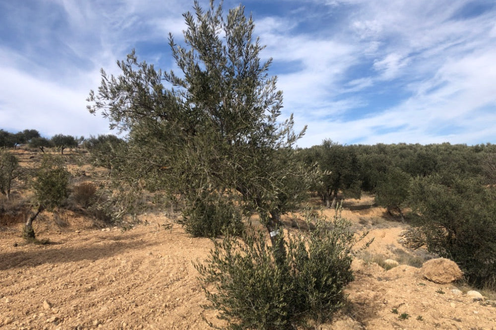 Olivar Cúrate Tree #17166