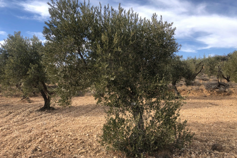 Olivar Cúrate Tree #17169