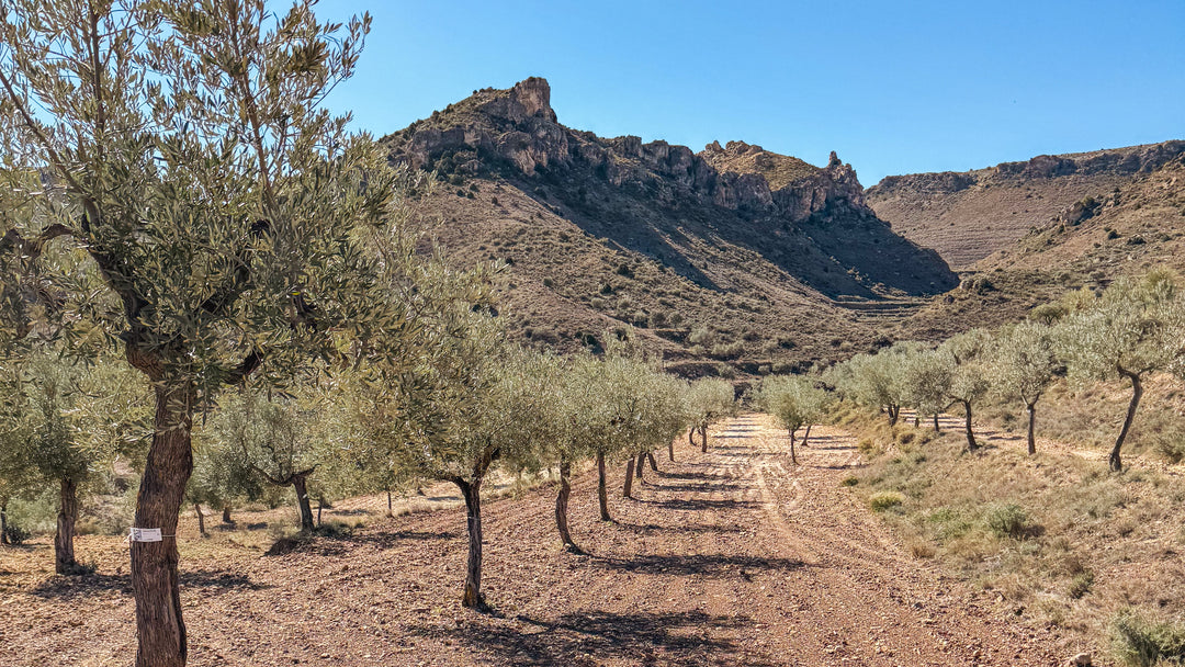 Olivar Cúrate