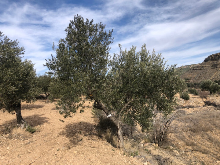 Ancient Olive Tree in the Apadrina un Olivo Grove for Cúrate at Home in Olive, Spain