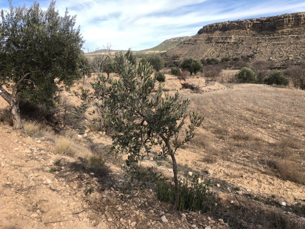 Ancient Olive Tree in the Apadrina un Olivo Grove for Cúrate at Home in Olive, Spain