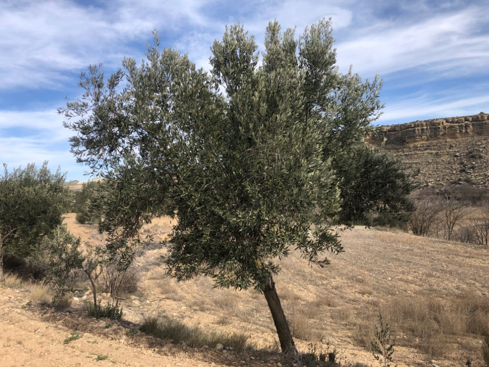 Ancient Olive Tree in the Apadrina un Olivo Grove for Cúrate at Home in Olive, Spain