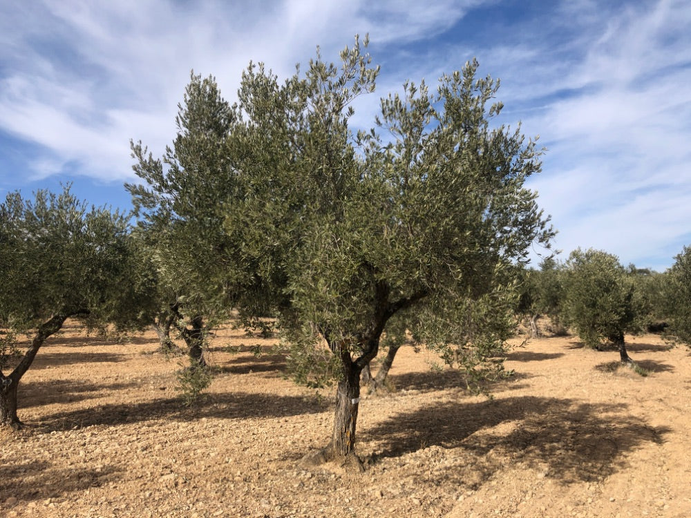 Ancient Olive Tree in the Apadrina un Olivo Grove for Cúrate at Home in Olive, Spain