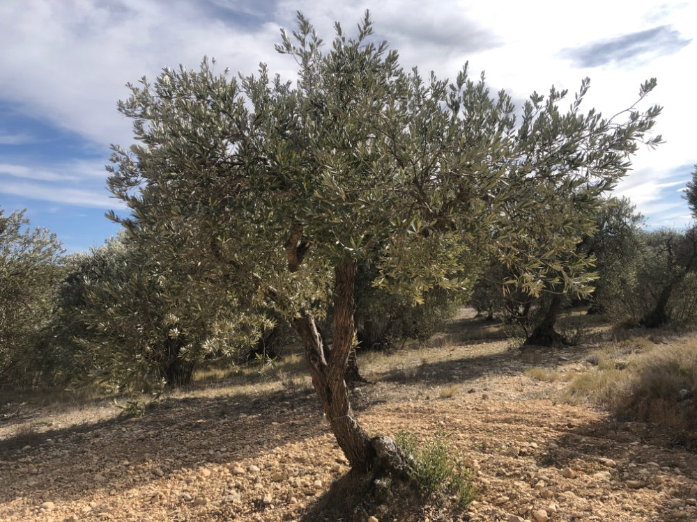 Ancient Olive Tree in the Apadrina un Olivo Grove for Cúrate at Home in Olive, Spain