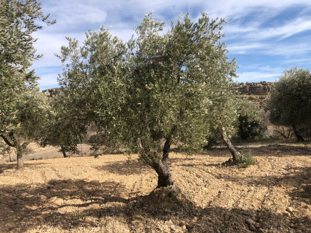 Ancient Olive Tree in the Apadrina un Olivo Grove for Cúrate at Home in Olive, Spain