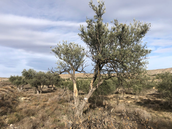 Ancient Olive Tree in the Apadrina un Olivo Grove for Cúrate at Home in Olive, Spain