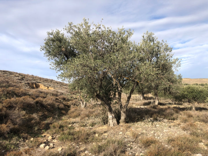 Ancient Olive Tree in the Apadrina un Olivo Grove for Cúrate at Home in Olive, Spain