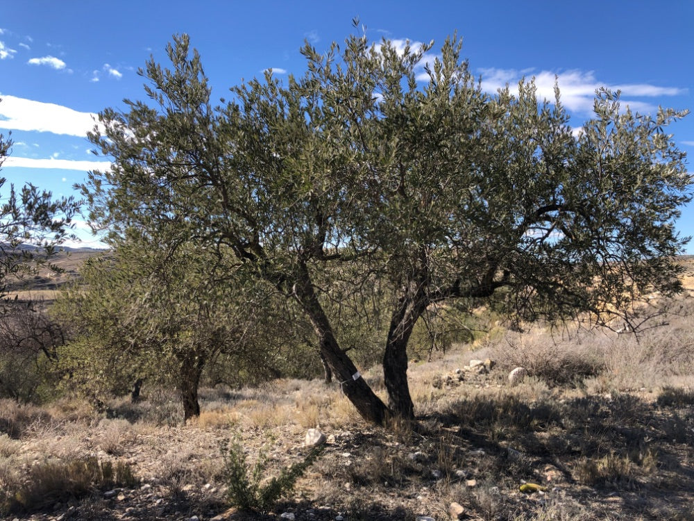 Ancient Olive Tree in the Apadrina un Olivo Grove for Cúrate at Home in Olive, Spain