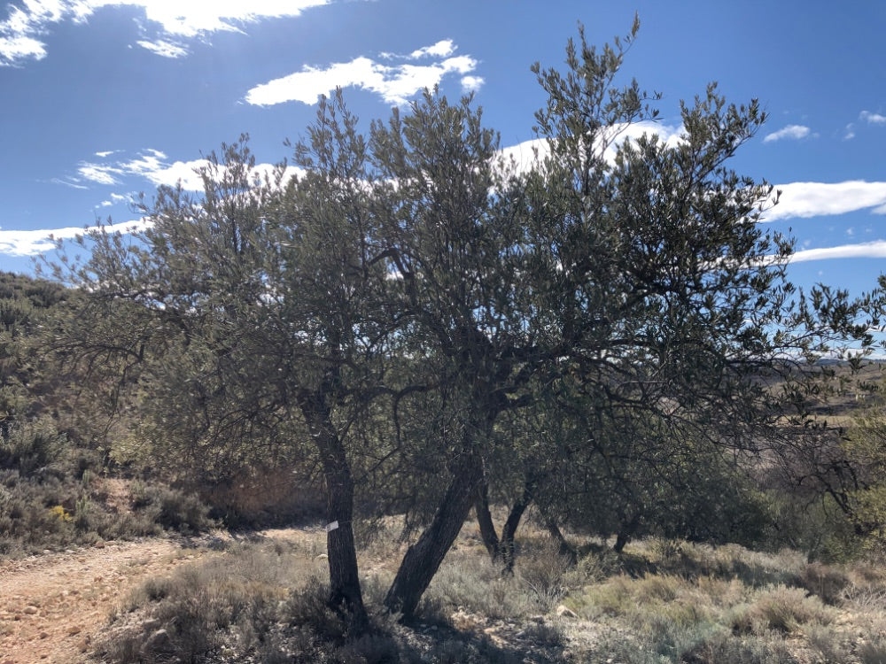 Ancient Olive Tree in the Apadrina un Olivo Grove for Cúrate at Home in Olive, Spain