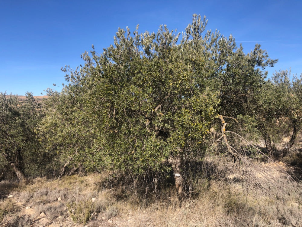 Ancient Olive Tree in the Apadrina un Olivo Grove for Cúrate at Home in Olive, Spain