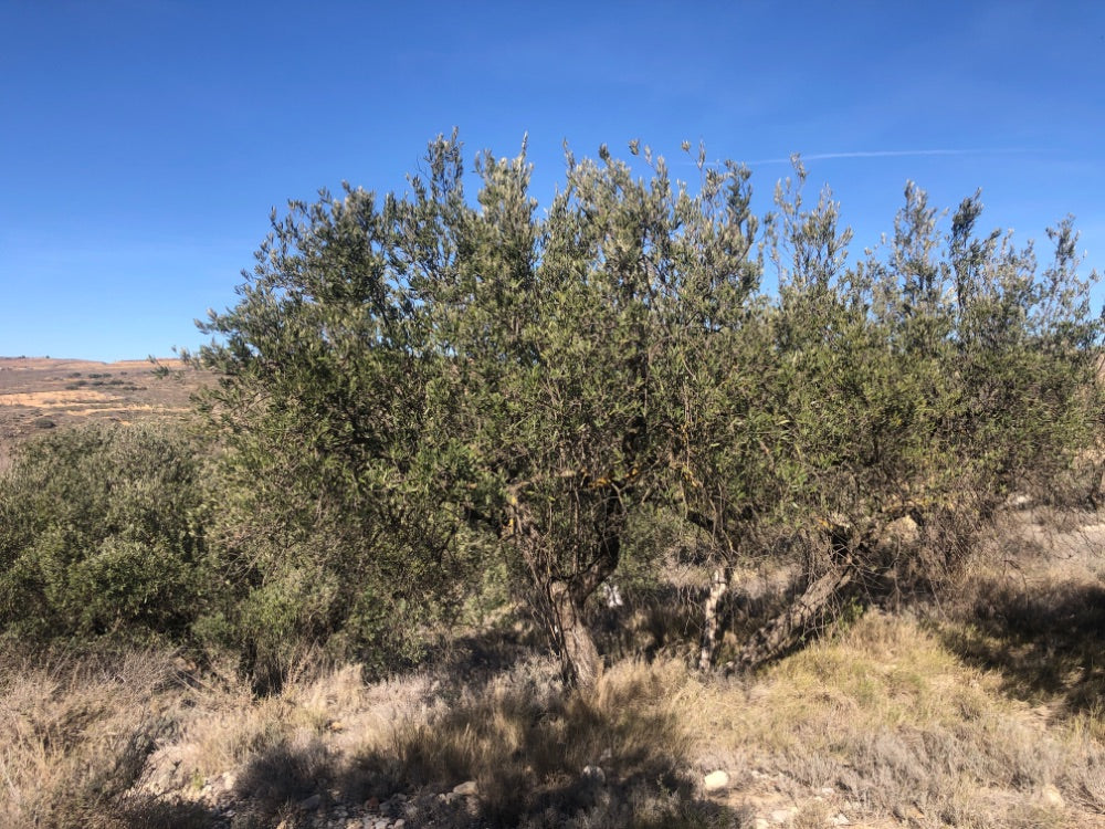 Ancient Olive Tree in the Apadrina un Olivo Grove for Cúrate at Home in Olive, Spain
