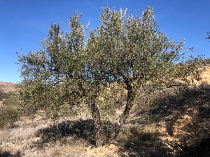Ancient Olive Tree in the Apadrina un Olivo Grove for Cúrate at Home in Olive, Spain