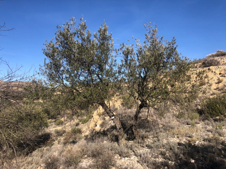 Ancient Olive Tree in the Apadrina un Olivo Grove for Cúrate at Home in Olive, Spain