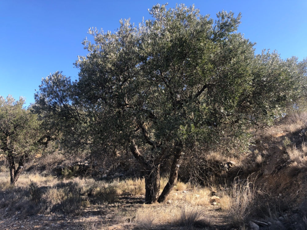 Ancient Olive Tree in the Apadrina un Olivo Grove for Cúrate at Home in Olive, Spain