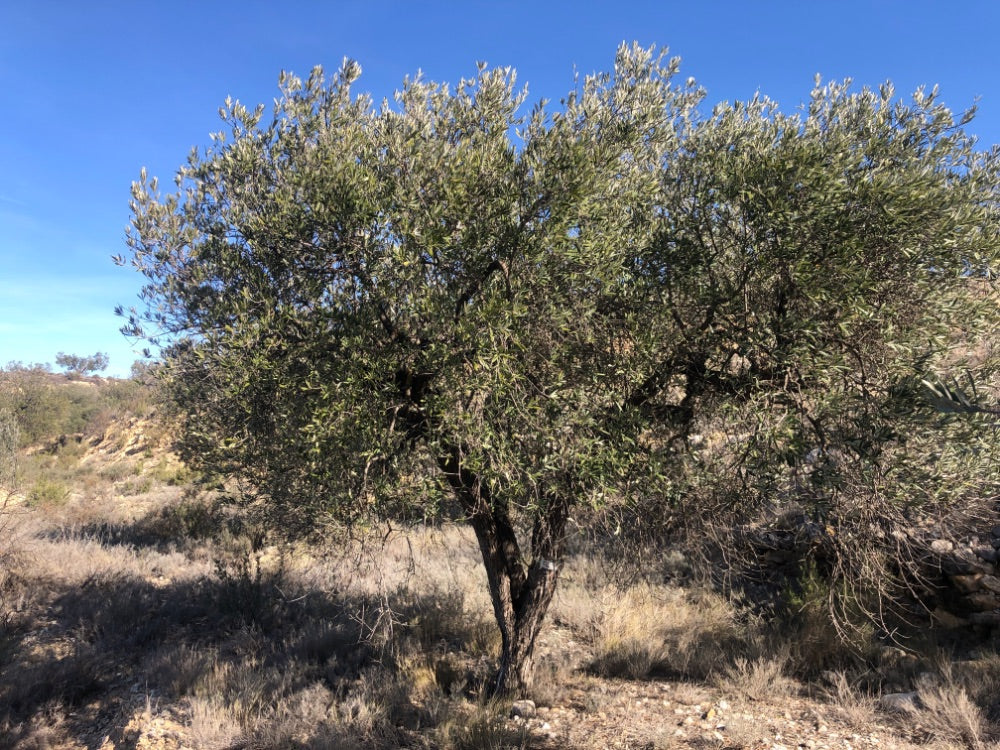 Ancient Olive Tree in the Apadrina un Olivo Grove for Cúrate at Home in Olive, Spain
