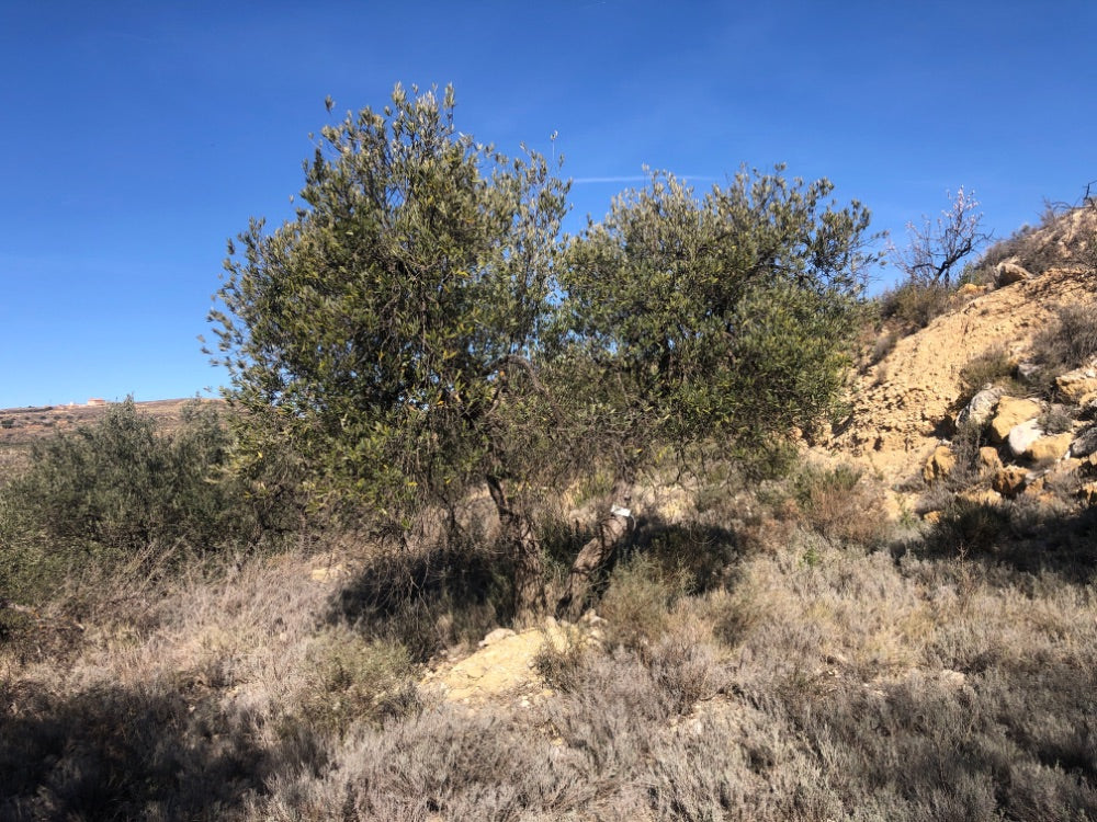 Ancient Olive Tree in the Apadrina un Olivo Grove for Cúrate at Home in Olive, Spain