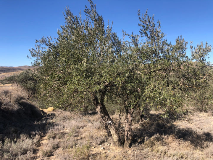 Ancient Olive Tree in the Apadrina un Olivo Grove for Cúrate at Home in Olive, Spain