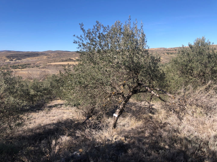 Ancient Olive Tree in the Apadrina un Olivo Grove for Cúrate at Home in Olive, Spain