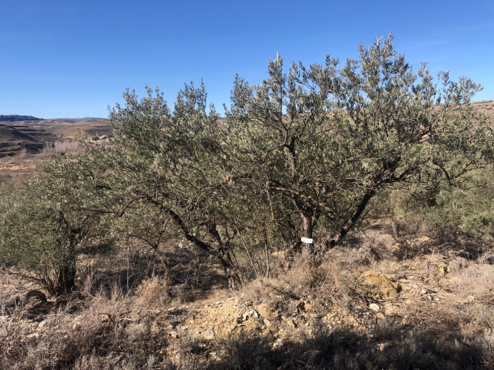 Ancient Olive Tree in the Apadrina un Olivo Grove for Cúrate at Home in Olive, Spain