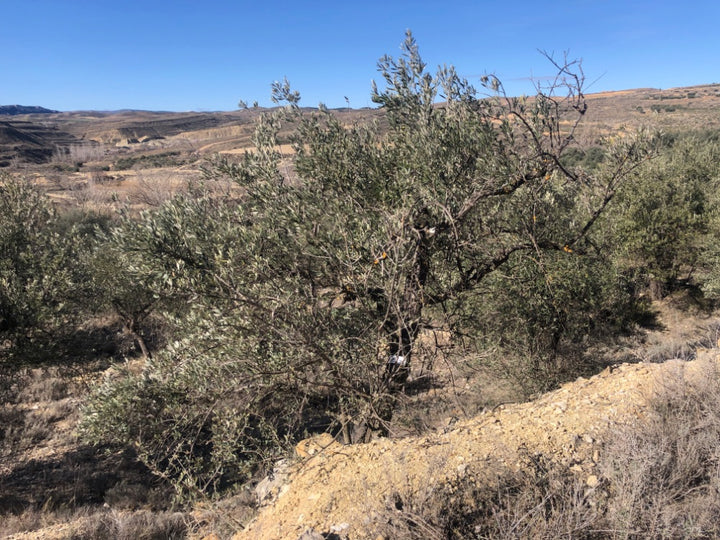 Ancient Olive Tree in the Apadrina un Olivo Grove for Cúrate at Home in Olive, Spain