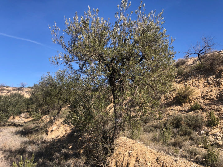 Adopt Your Tree in Olivar Cúrate