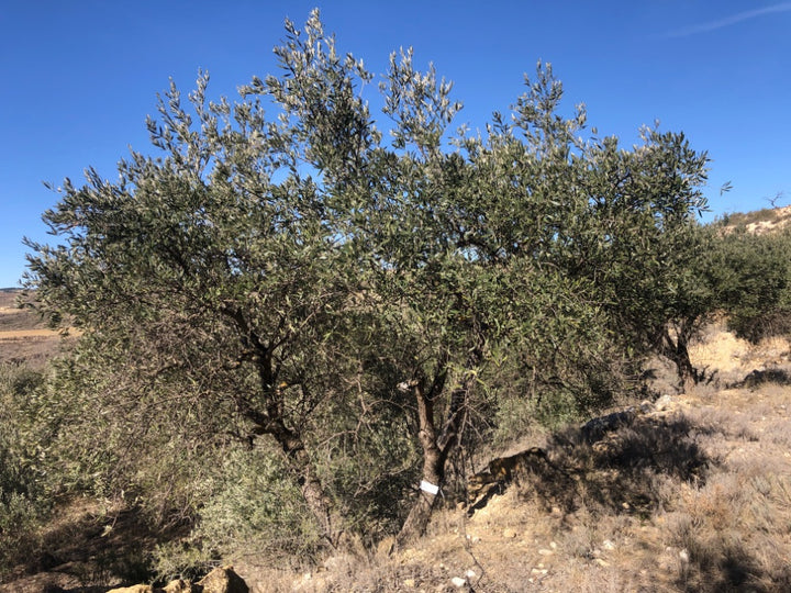 Adopt Your Tree in Olivar Cúrate