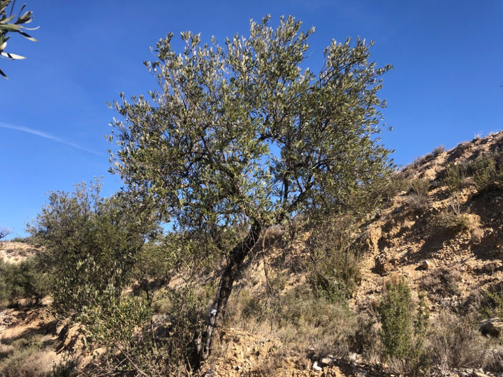 Adopt Your Tree in Olivar Cúrate