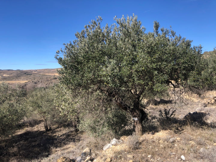 Adopt Your Tree in Olivar Cúrate