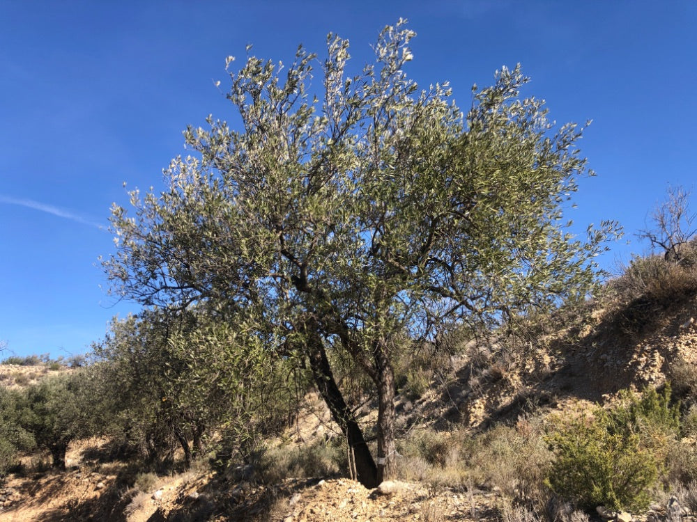 Adopt Your Tree in Olivar Cúrate