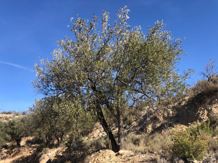 Adopt Your Tree in Olivar Cúrate