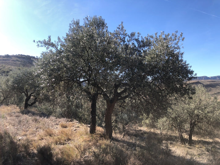 Adopt Your Tree in Olivar Cúrate