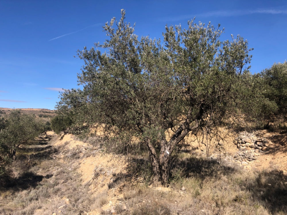 Adopt Your Tree in Olivar Cúrate