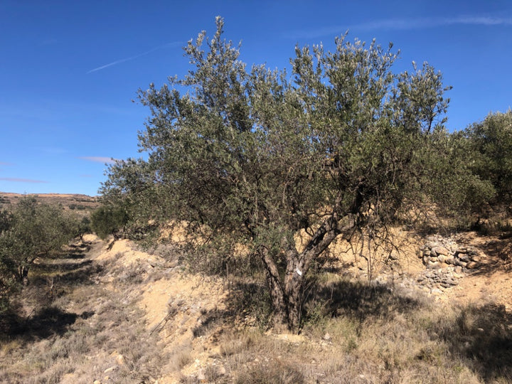 Adopt Your Tree in Olivar Cúrate
