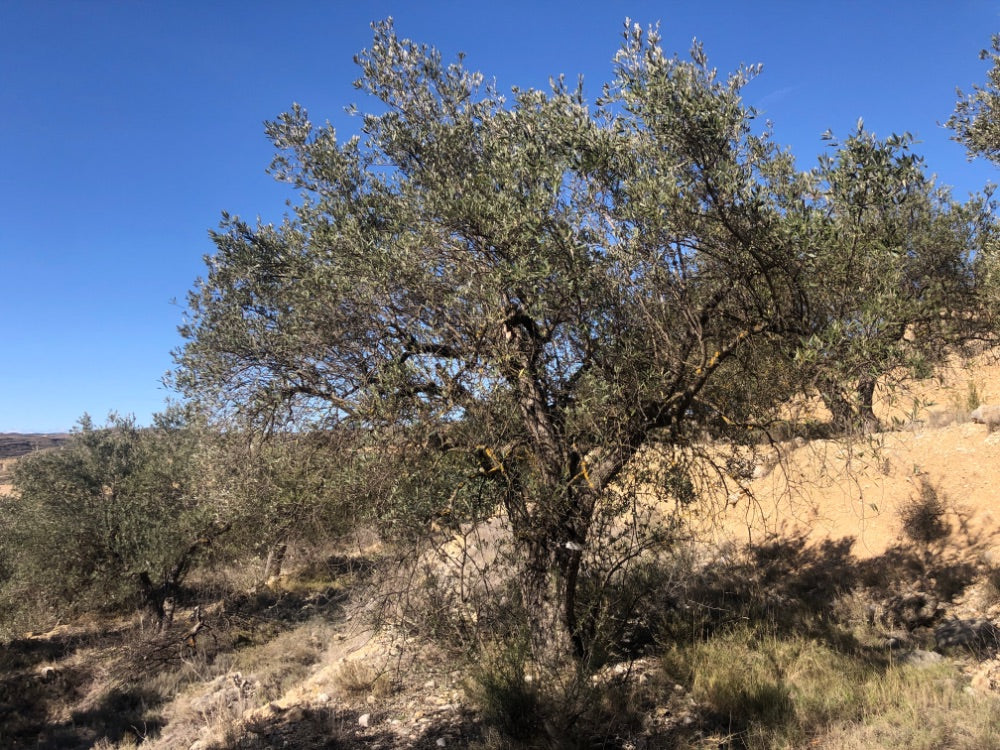 Adopt Your Tree in Olivar Cúrate