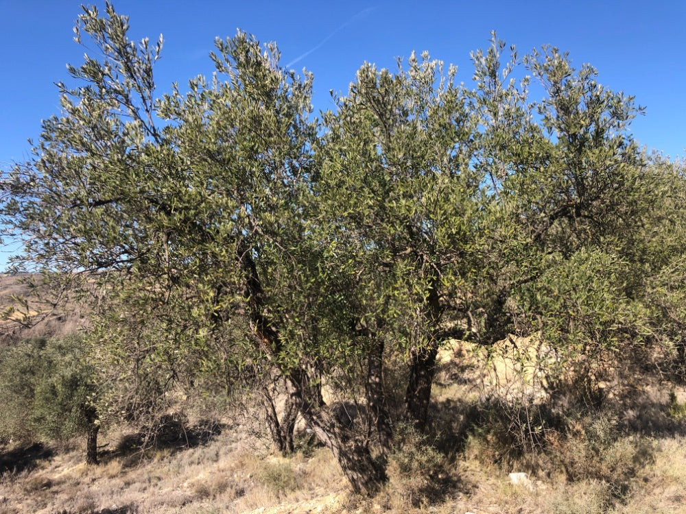 Adopt Your Tree in Olivar Cúrate