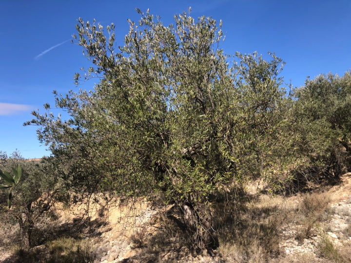 Adopt Your Tree in Olivar Cúrate