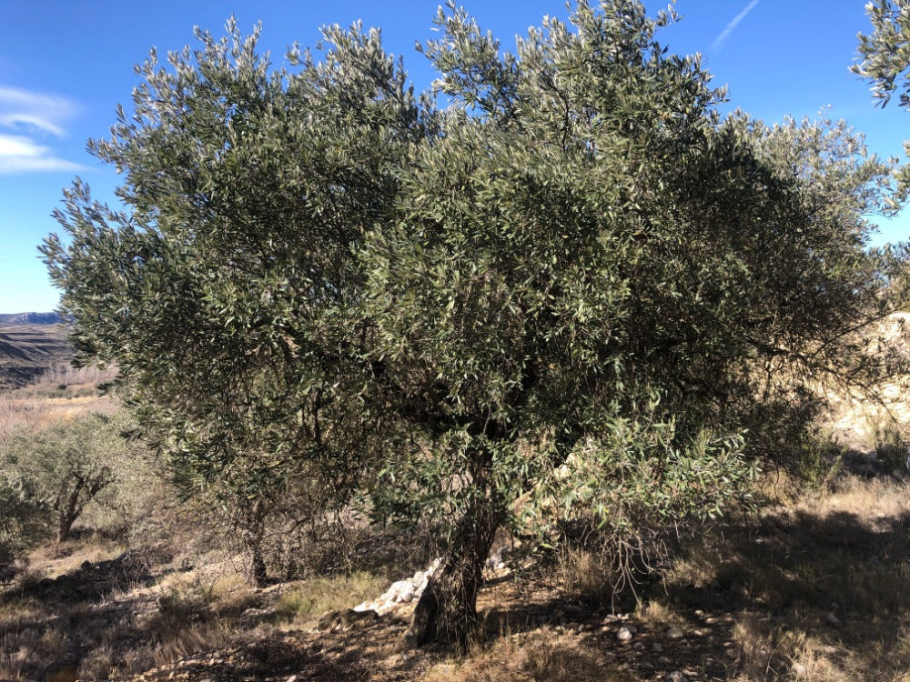 Adopt Your Tree in Olivar Cúrate
