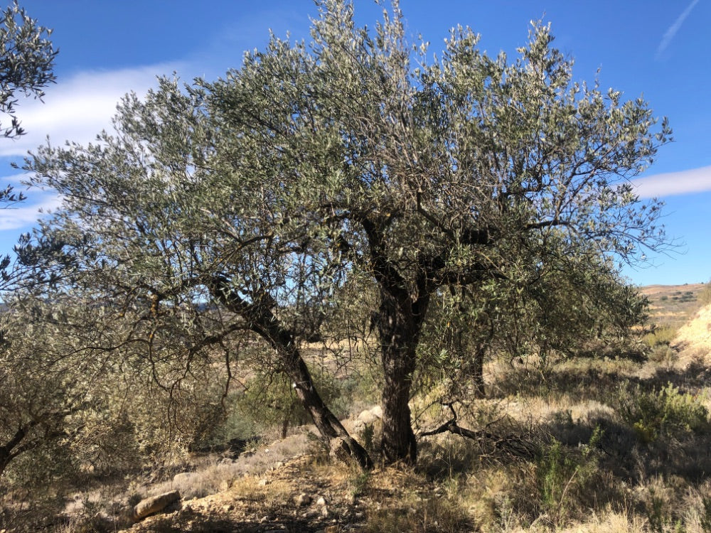 Adopt Your Tree in Olivar Cúrate