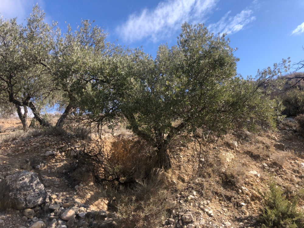 Adopt Your Tree in Olivar Cúrate