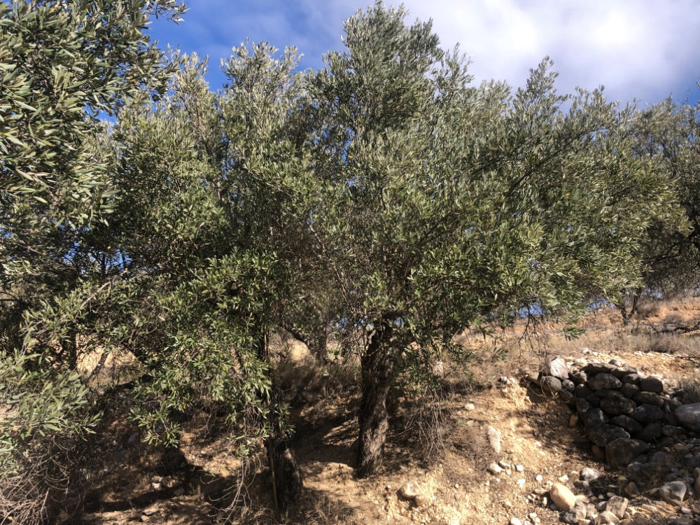 Adopt Your Tree in Olivar Cúrate