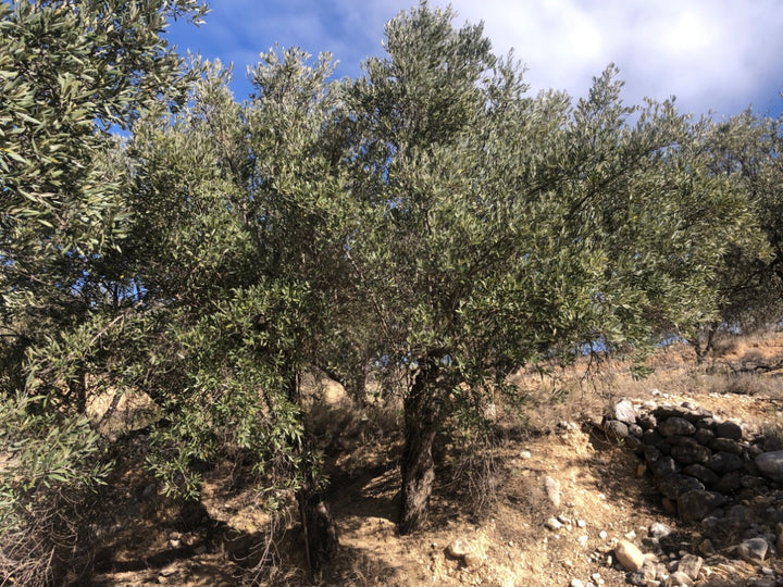 Adopt Your Tree in Olivar Cúrate