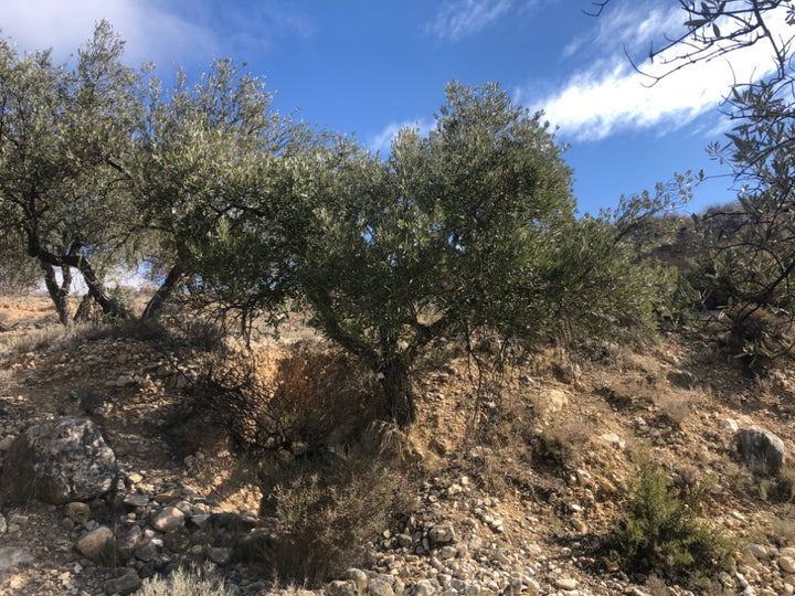 Adopt Your Tree in Olivar Cúrate