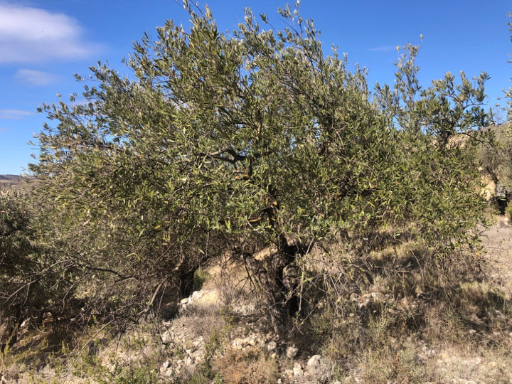Adopt Your Tree in Olivar Cúrate
