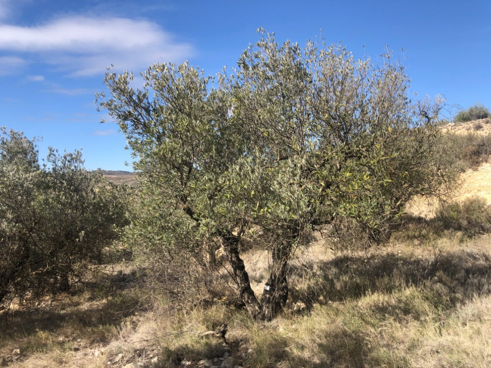 Adopt Your Tree in Olivar Cúrate