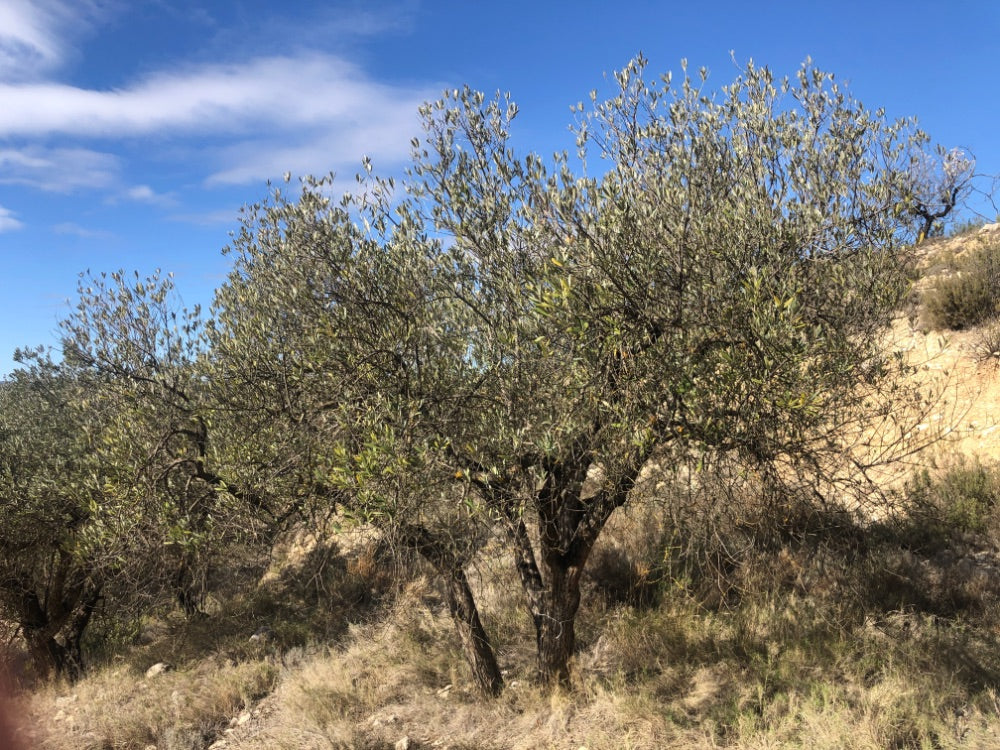 Adopt Your Tree in Olivar Cúrate