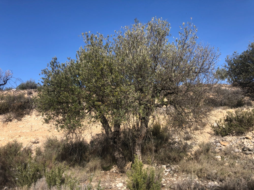 Adopt Your Tree in Olivar Cúrate