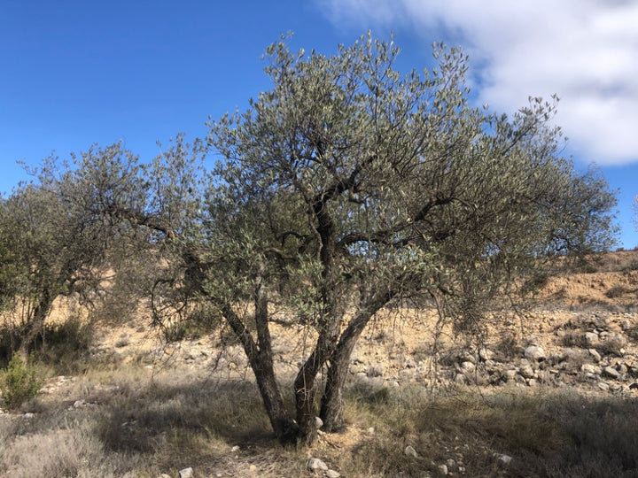 Adopt Your Tree in Olivar Cúrate